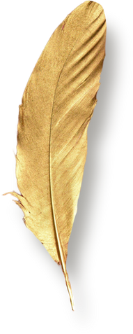 Gold Feather Isolated on White